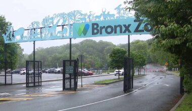 Crocodile bites zookeeper at Bronx Zoo