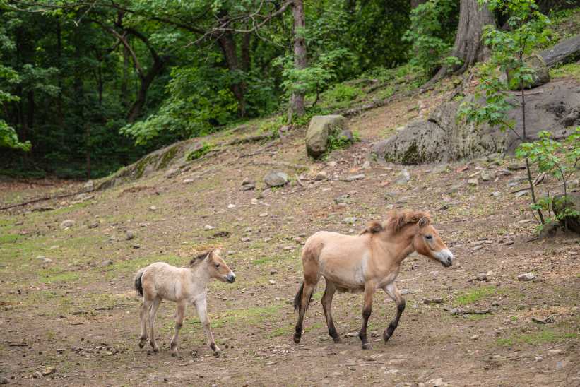 Bronx Zoo Welcomes Rare (Adorable) Przewalski’s Foal