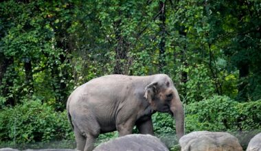 Happy, who taught researchers that elephants can recognize themselves, is euthanized at Bronx Zoo