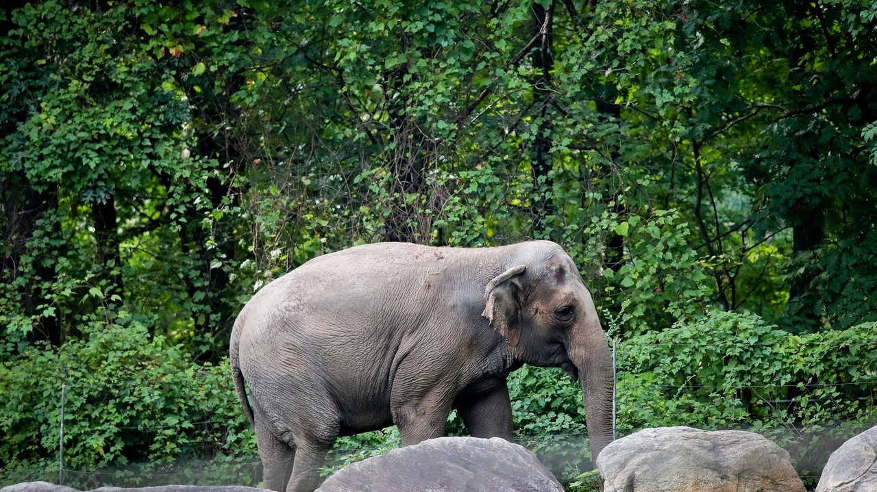 Happy, who taught researchers that elephants can recognize themselves, is euthanized at Bronx Zoo