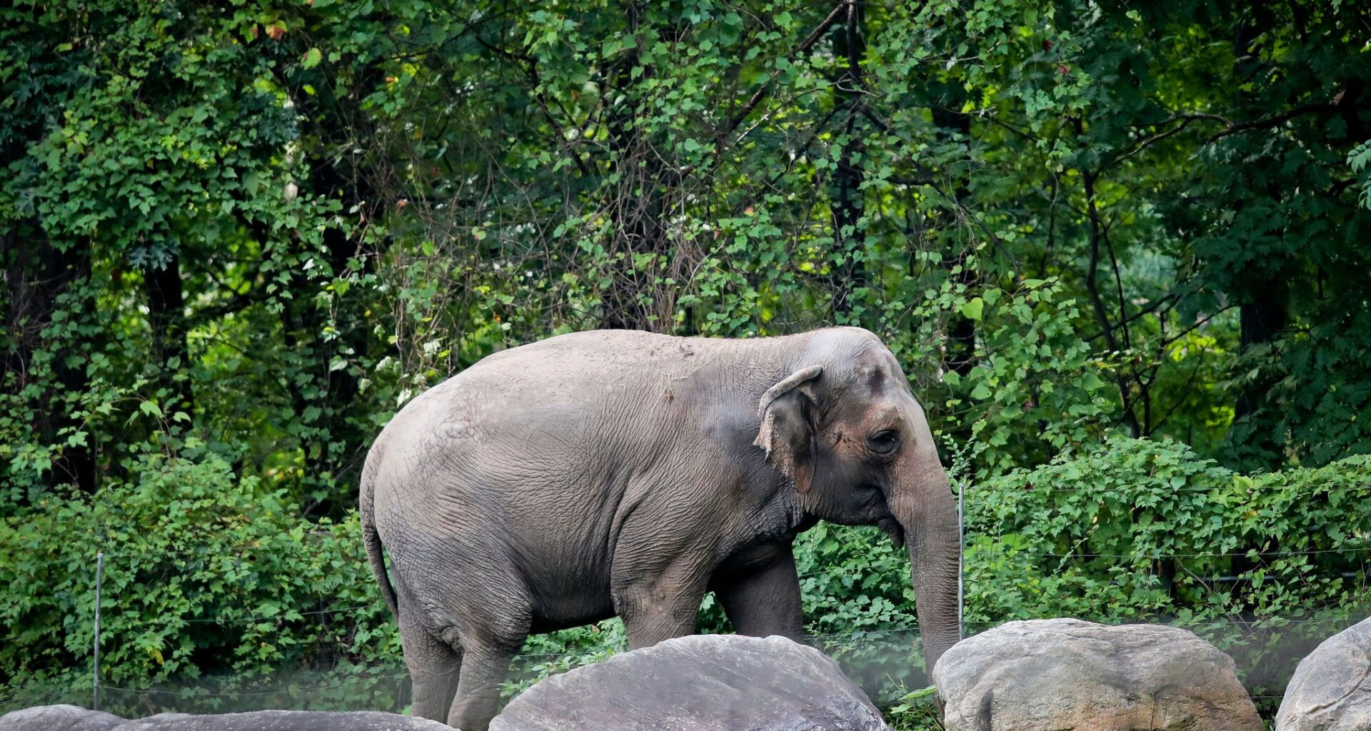 Happy, who taught researchers that elephants can recognize themselves, is euthanized at Bronx Zoo