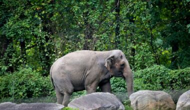 Happy, who taught researchers that elephants can recognize themselves, is euthanized at Bronx Zoo