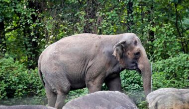 Bronx Zoo elephant Happy euthanized at age 55 after suffering age-related health problems