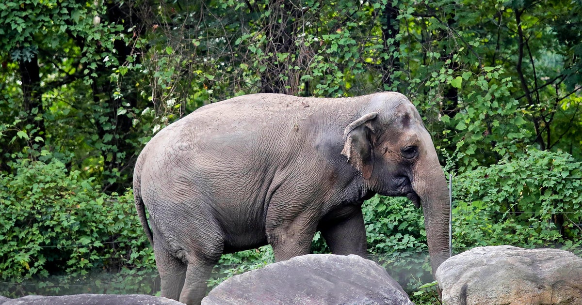 Bronx Zoo elephant Happy euthanized at age 55 after suffering age-related health problems