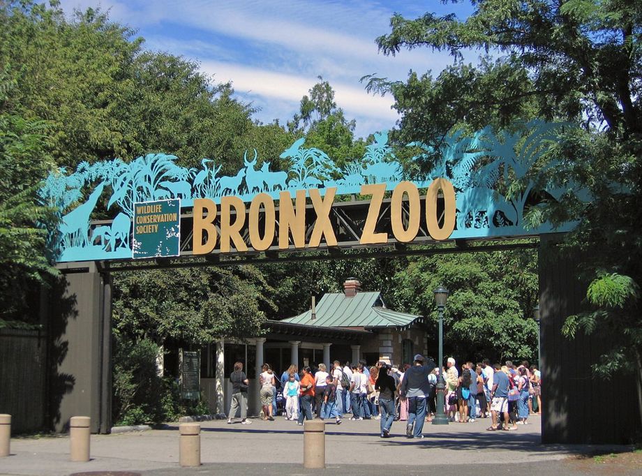 Beloved Elephant Happy Euthanised at Bronx Zoo After Serving as Conservation Icon
