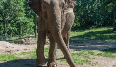 Mourning Happy: Bronx Zoo euthanizes beloved elephant at 55