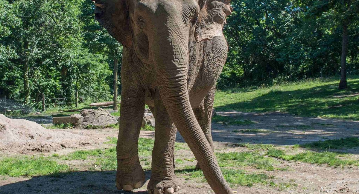 Mourning Happy: Bronx Zoo euthanizes beloved elephant at 55