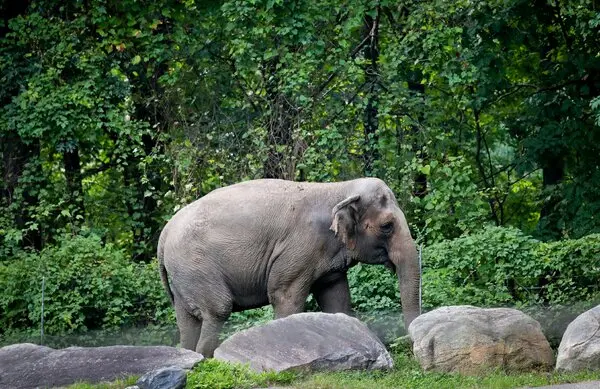 Bronx Zoo Euthanizes Elephant Behind Landmark Animal Rights Case