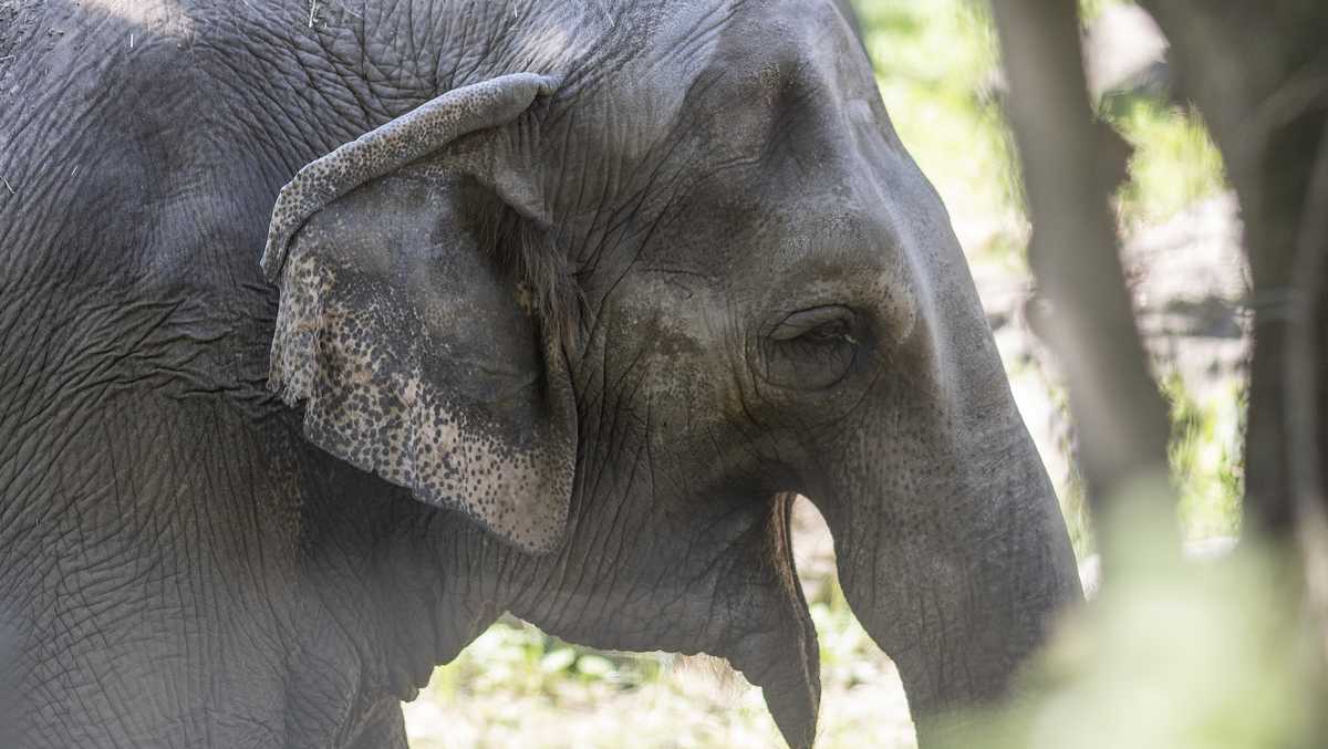 Happy the elephant euthanized at Bronx Zoo
