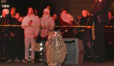 Flaco the Owl documentary to host free premiere in Central Park