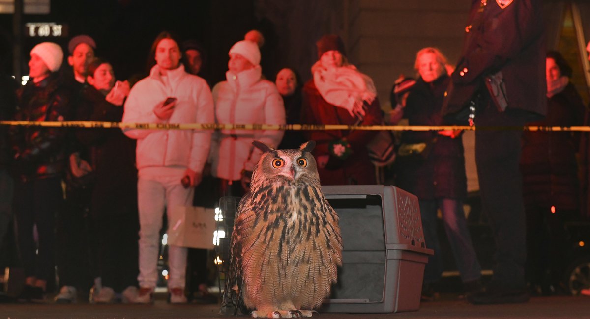 Flaco the Owl documentary to host free premiere in Central Park