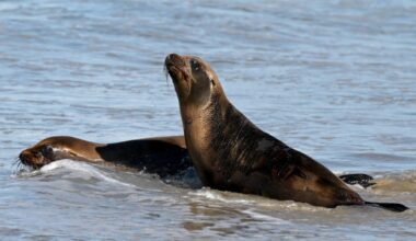 3 sea lion pubs return to the sea in Manhattan Beach – Daily Breeze