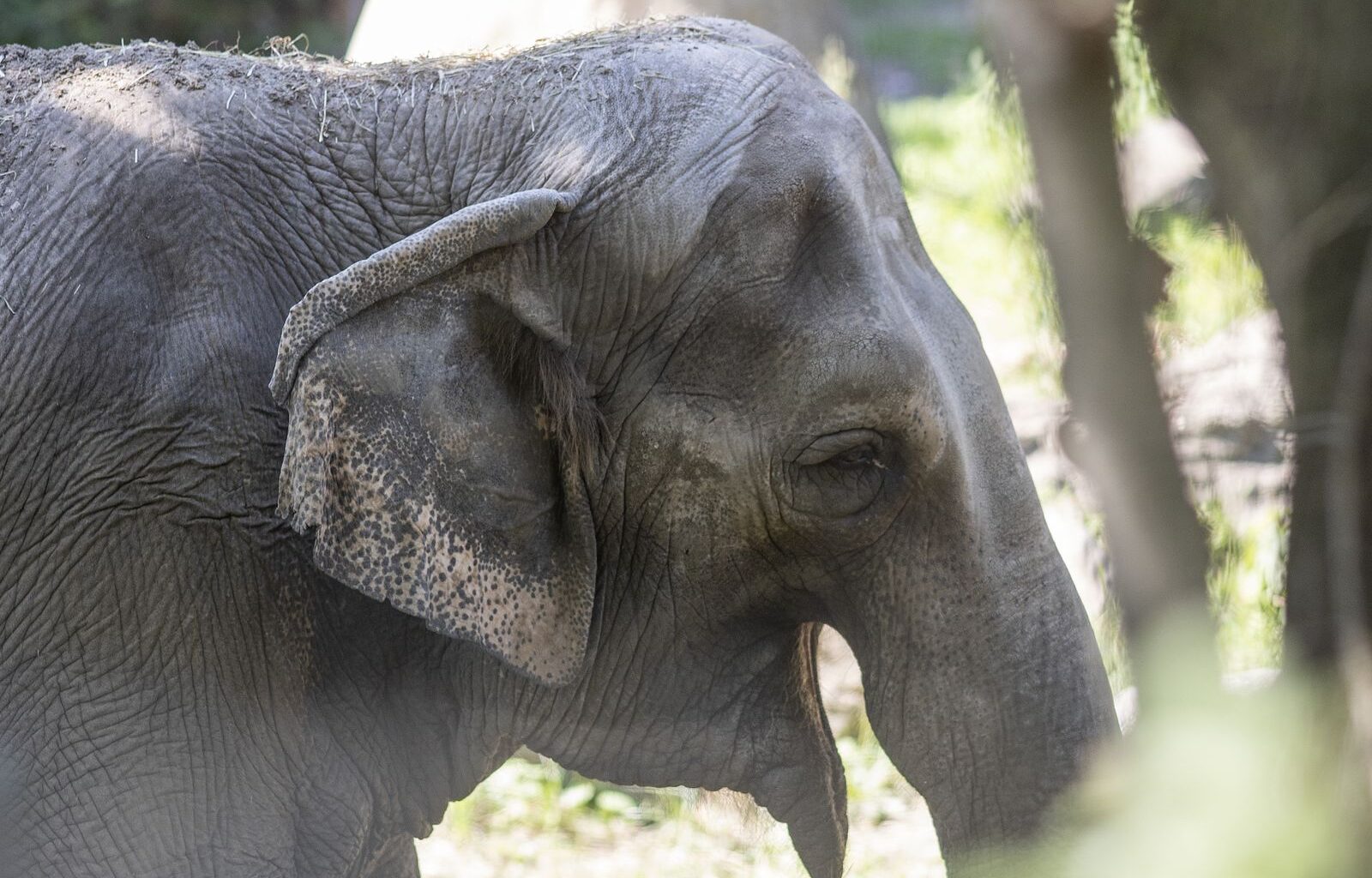 Happy, an Asian Elephant Who Demonstrated That Her Species Might Be Self-Aware, Dies at 55 at the Bronx Zoo