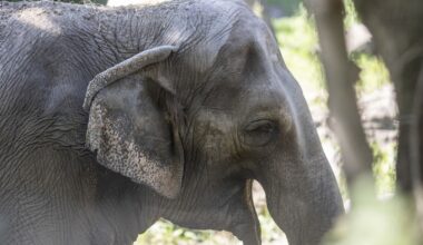 Happy, an Asian Elephant Who Demonstrated That Her Species Might Be Self-Aware, Dies at 55 at the Bronx Zoo