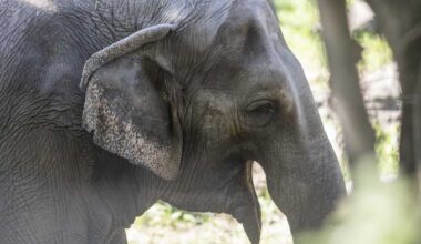 Happy the elephant euthanized at Bronx Zoo