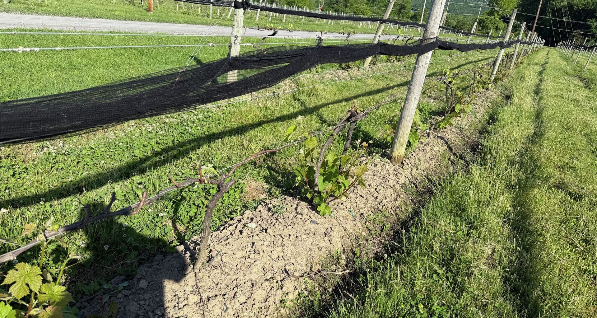 NY requests disaster declaration after late freeze decimates crops