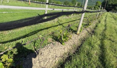 NY requests disaster declaration after late freeze decimates crops
