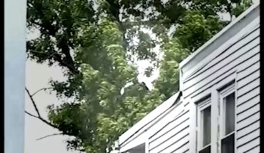 Bear stuck up in very tall tree in Elizabeth, New Jersey neighborhood