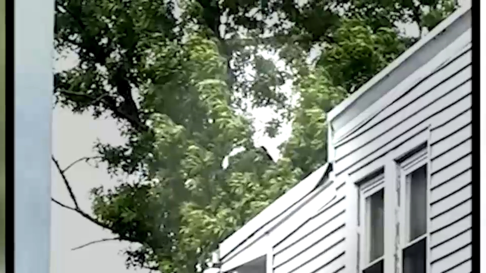 Bear stuck up in very tall tree in Elizabeth, New Jersey neighborhood