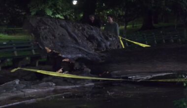 Heavy rain topples trees across Tri-State, impacting train service and damaging cars