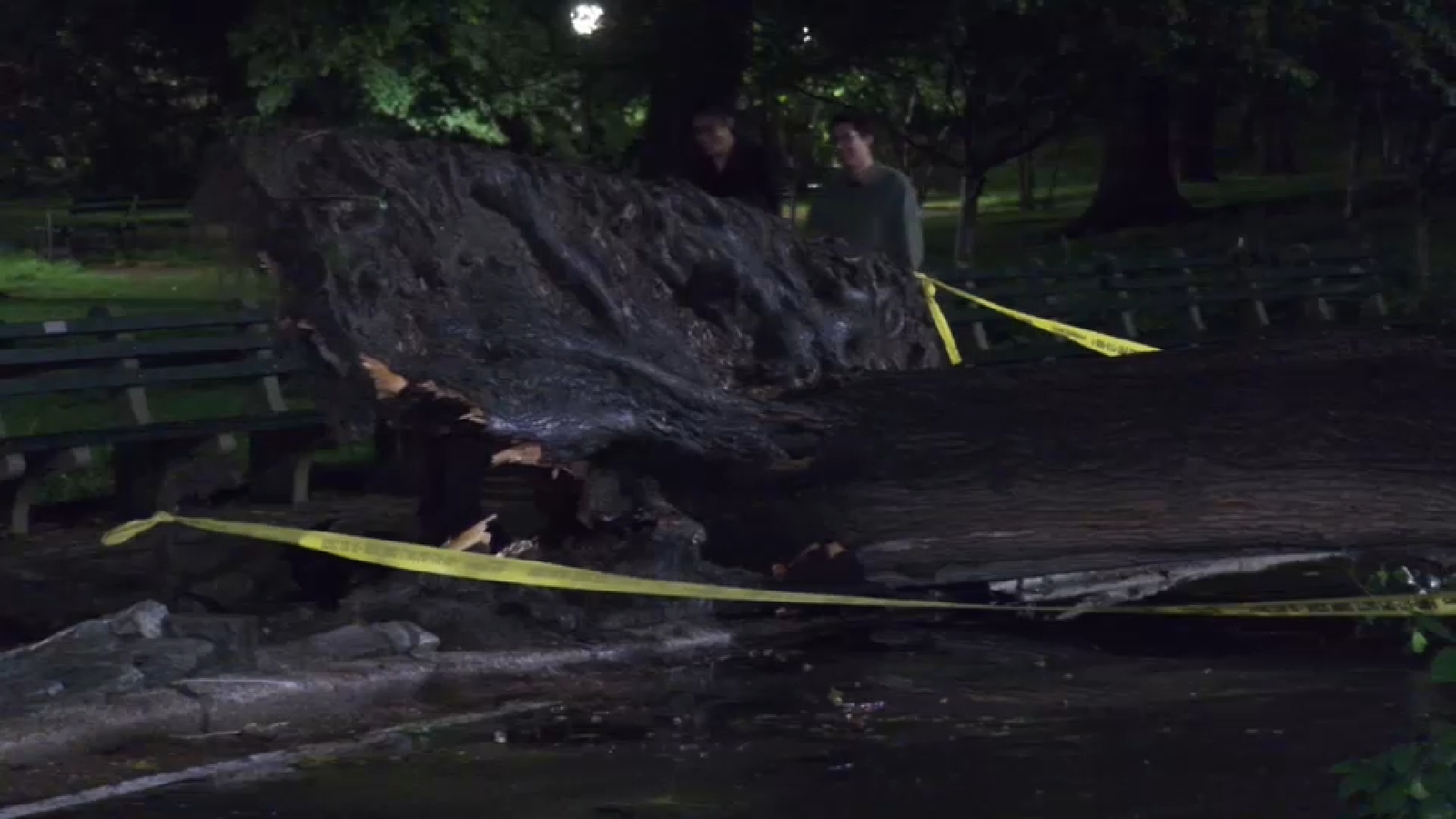 Heavy rain topples trees across Tri-State, impacting train service and damaging cars