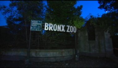 Bronx Zoo worker taken to hospital after being 'nipped' by crocodile