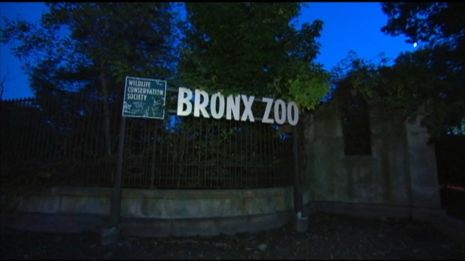 Bronx Zoo worker taken to hospital after being 'nipped' by crocodile