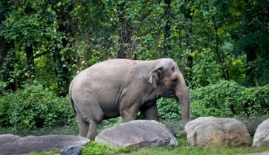 Happy the Asian elephant euthanized at the Bronx Zoo at age 55