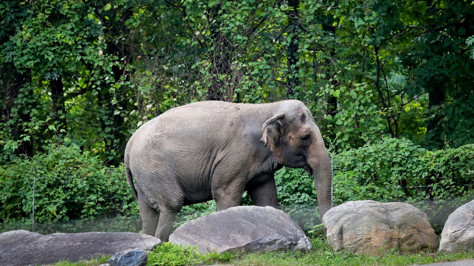 Happy the Asian elephant euthanized at the Bronx Zoo at age 55
