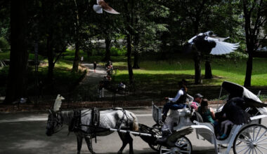 Startled Horse Topples a Carriage in Central Park, Injuring Its Driver