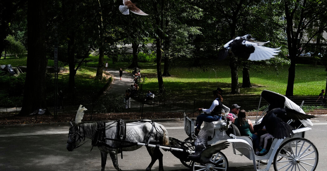Startled Horse Topples a Carriage in Central Park, Injuring Its Driver