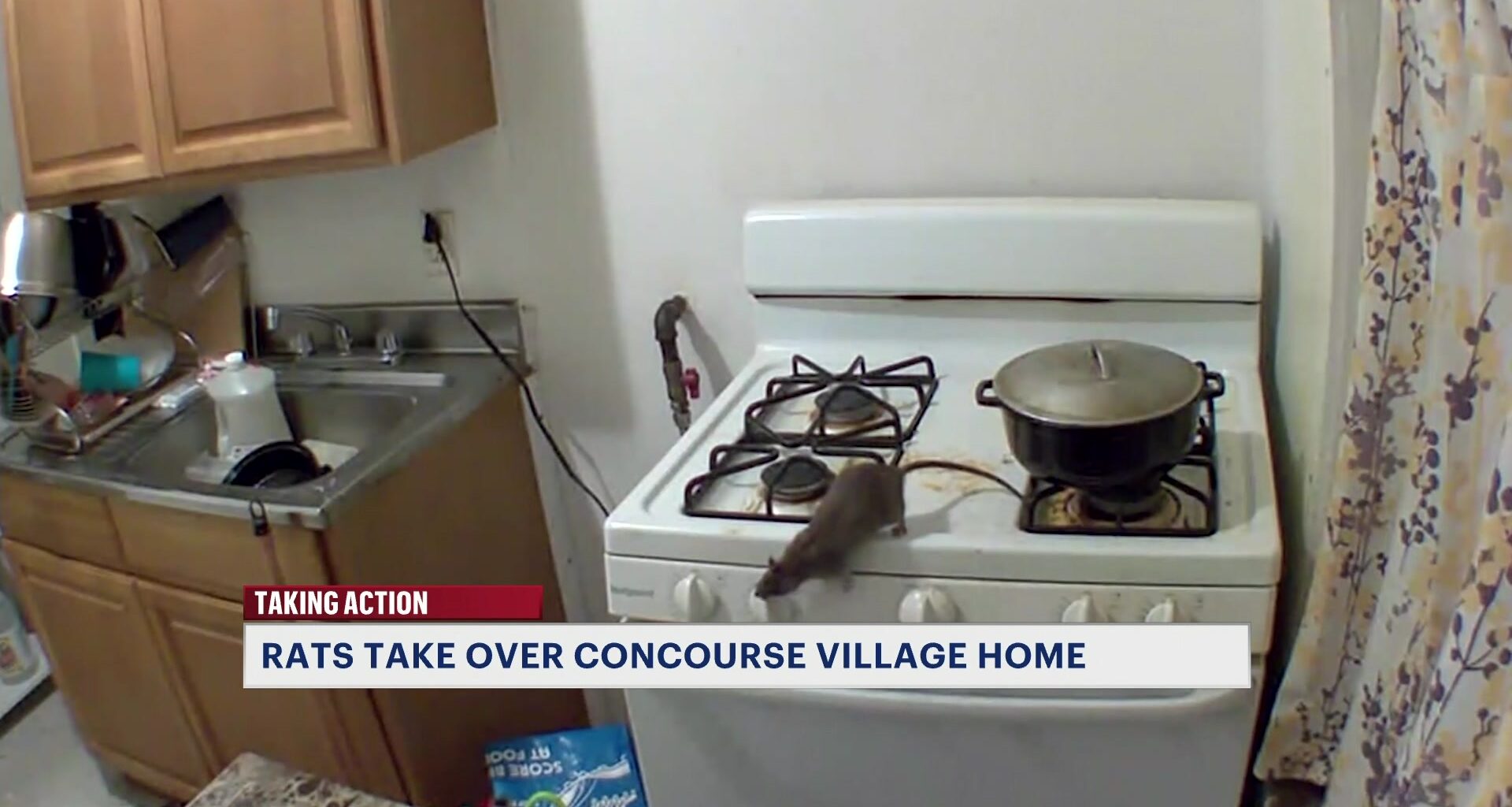 News 12 | Bronx | Rats Terrorize Family Inside Concourse Village Apartment
