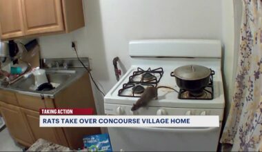 News 12 | Bronx | Rats Terrorize Family Inside Concourse Village Apartment
