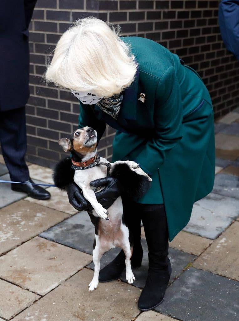 Queen Camilla cuddling her dog Beth while wearing a face mask