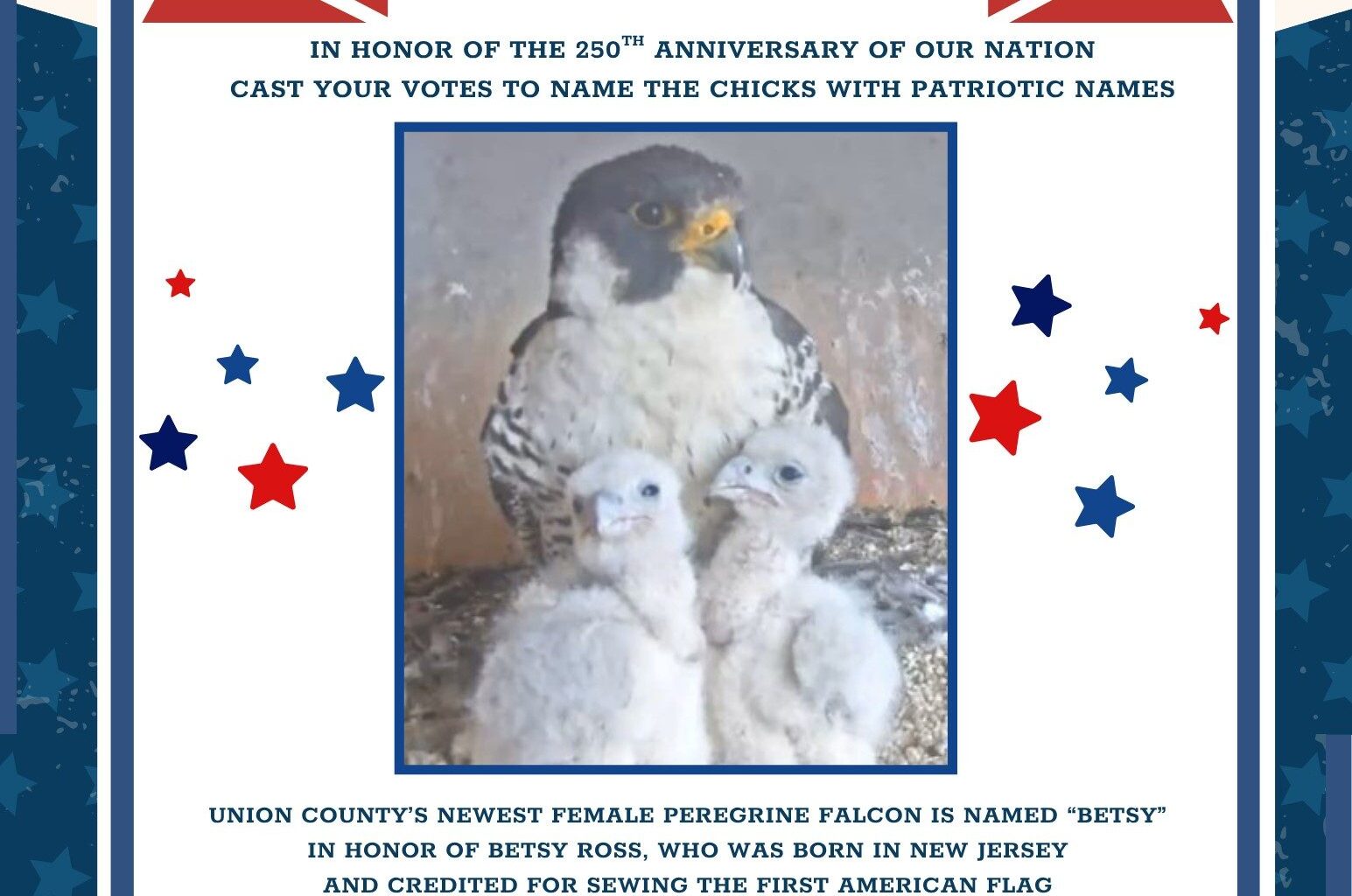 Vote Now to Name Union County’s Falcon Chicks In Honor of Our Nation’s 250th Anniversary – County of Union, New Jersey