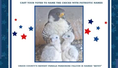 Vote Now to Name Union County’s Falcon Chicks In Honor of Our Nation’s 250th Anniversary – County of Union, New Jersey