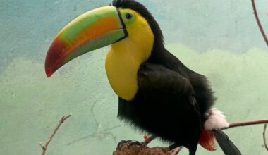 The toucans underwent months of rehabilitation, and four of the now-healthy 14 birds will remain at the Bronx Zoo. Two are on exhibit, and the other two are off exhibit as a prospective breeding pair.