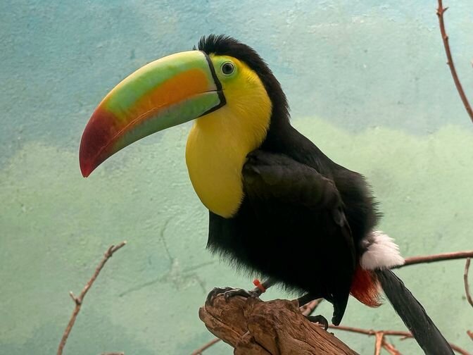 The toucans underwent months of rehabilitation, and four of the now-healthy 14 birds will remain at the Bronx Zoo. Two are on exhibit, and the other two are off exhibit as a prospective breeding pair.