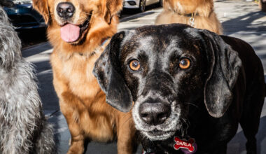 Digging Deep Into Dog Poop Data: Which Neighborhood Is the Worst?