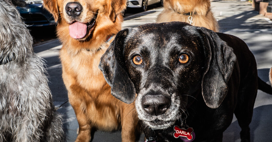 Digging Deep Into Dog Poop Data: Which Neighborhood Is the Worst?