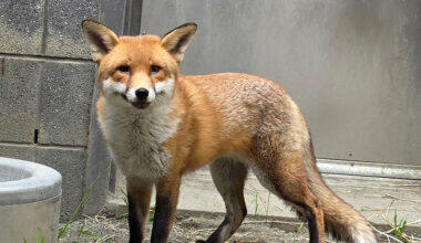 Stowaway Fox Gets Clean Bill of Health and a Name: Basil (Like ‘Dazzle’)