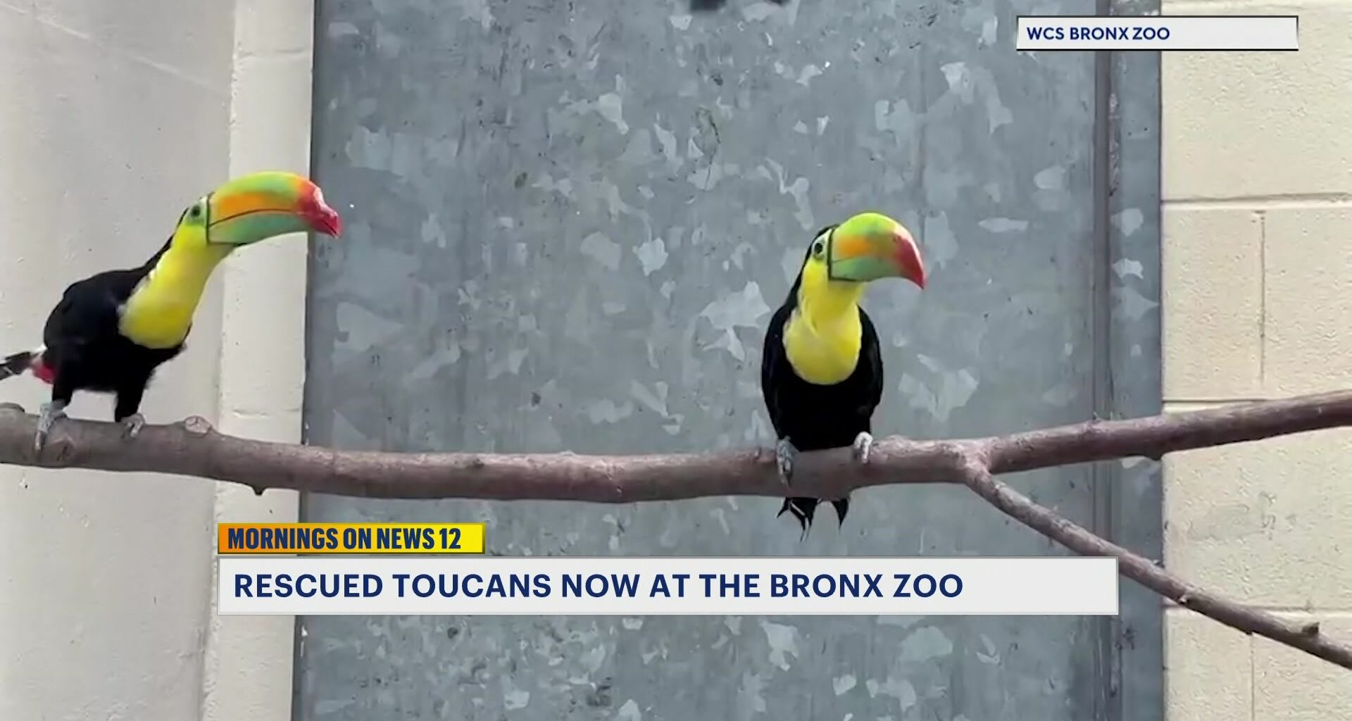 News 12 | Bronx | Toucans Rescued From Wildlife Traffickers Now Thriving At The Bronx Zoo