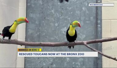 News 12 | Bronx | Toucans Rescued From Wildlife Traffickers Now Thriving At The Bronx Zoo