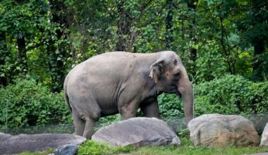 Happy, Bronx Zoo Elephant at Center of Animal Rights Case, Is Dead at 55
