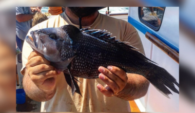 Black seabass regulations have changed for New York State, here’s what to know