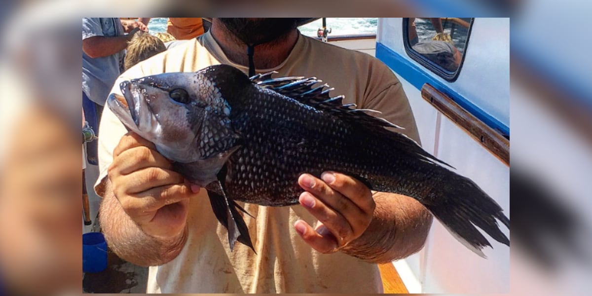 Black seabass regulations have changed for New York State, here’s what to know