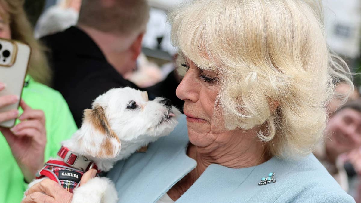 Queen Camilla narrowly swerves enthusiastic lick from excitable puppy – watch