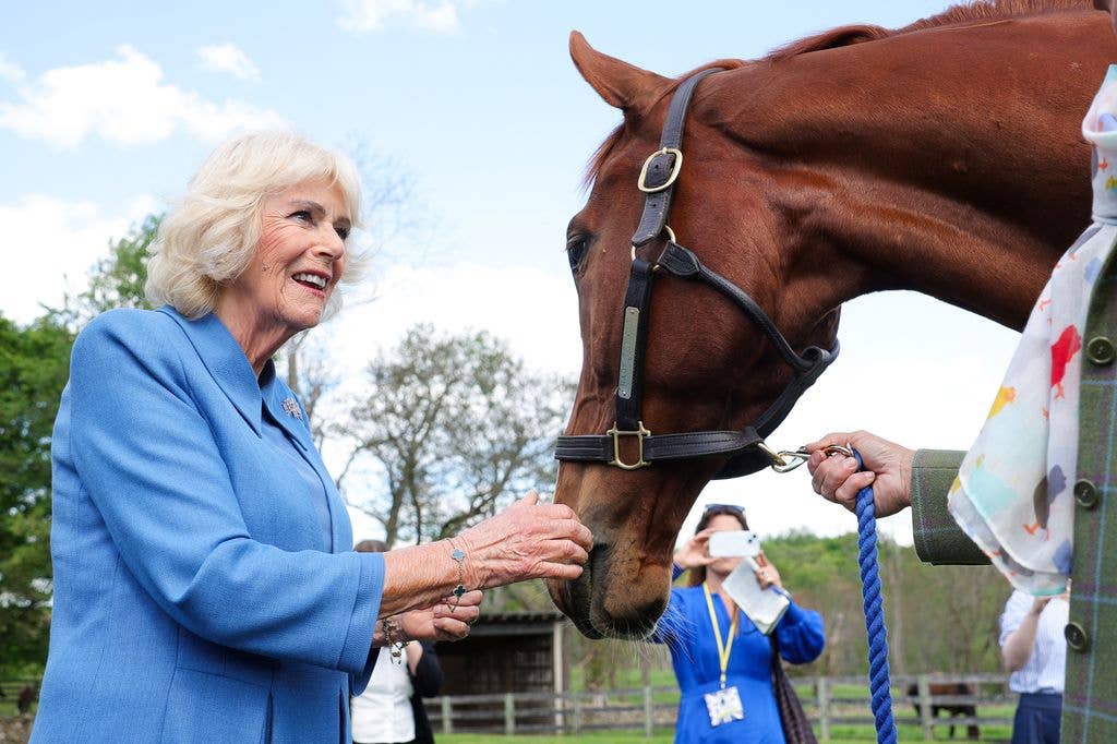 THE PLAINS, VIRGINIA - APRIL 30: Queen Camilla looks at a horse as she visits Smitten Farm on the final day of the state visit of King Charles III and Queen Camilla on April 30, 2026 in The Plains, Virginia. King Charles III and Queen Camilla visited the nation's capital, New York City, and Virginia during the trip arranged to celebrate the United States of America's 250th anniversary of its independence. (Photo by Kevin Dietsch/Getty Images)