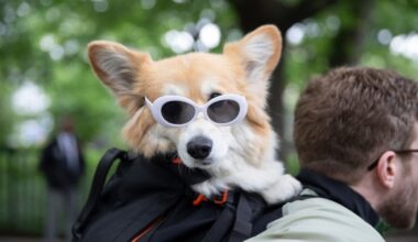 NYC Council introduces bills to help tackle dog poop complaints