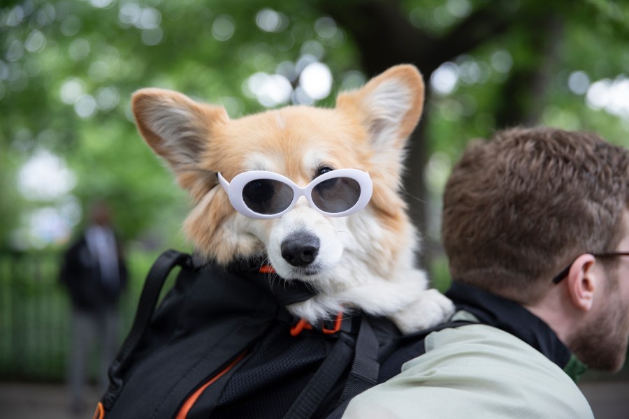 NYC Council introduces bills to help tackle dog poop complaints